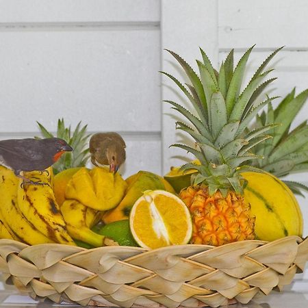 O Coeur De Deshaies Appartements Grande Anse Et Amandiers Екстер'єр фото